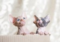 Hairless sphinx cats in a cortex box on a white background.