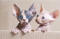 Hairless sphinx cats in a cortex box on a white background.