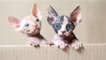 Hairless sphinx cats in short at home.