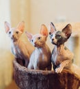 Hairless sphinx cats in a soft house at home.