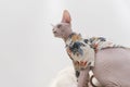 Hairless Sphinx in flower coat look up, serious and angry cat Royalty Free Stock Photo