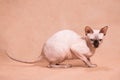 Hairless sphynx cat with stretched tail