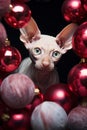 hairless sphynx cat with red christmas baubles