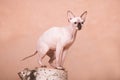 Hairless sphynx cat sitting on birch stump