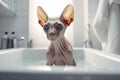 Hairless Sphynx Cat taking bath in bath tube. Generative AI