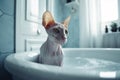 Hairless Sphynx Cat taking bath in bath tube.