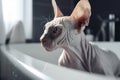 Hairless Sphynx Cat taking bath in bath tube