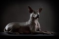 Hairless xoloitzcuintle dog on low key photo