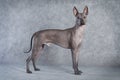 Hairless xoloitzcuintle dog