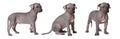 Hairless xoloitzcuintle puppies