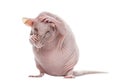 Hairlesss rat cleaning itself Royalty Free Stock Photo