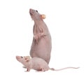 Hairlesss rat and Hairless House mouse, isolated