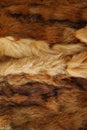 Hairly animal fur Royalty Free Stock Photo