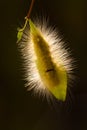 Hairly Caterpillar Royalty Free Stock Photo