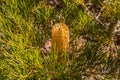 Hairpin Banksia Flower