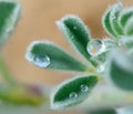 Hairs and drops