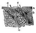 Hairs and their Follicles, vintage illustration