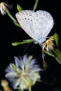 Hairstreak