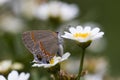 Hairstreak Butterfly