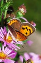 Hairstreak and mum