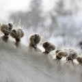 hairstyle on the neck of a piebald horse in the form of several tails taken with elastic bands in the eyelets. in the winter on th Royalty Free Stock Photo