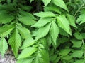 Hairy agrimony, Agrimonia pilosa