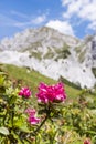 Hairy Alpenrose mountain in Background in the Alps in Austria