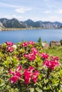 Hairy Alpenrose near lake with Julian Alps in the background Royalty Free Stock Photo