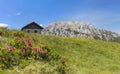 Hairy Alpenrose with old stone hut and mountain Gartnerkofel