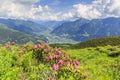 Hairy alpenrose Rhododendron hirsutum Royalty Free Stock Photo