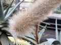 Hairy Arm of the cactus branch