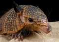 Hairy armadillo Royalty Free Stock Photo