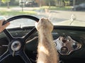 Hairy arms of senior man on classic car steering wheel Royalty Free Stock Photo