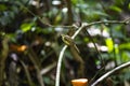 Hairy - backed Bulbul Royalty Free Stock Photo