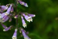 Hairy beard tongue, Penstemon hirsutus Royalty Free Stock Photo