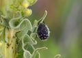 Hairy beetle, Epicometis hirta on mullein plant Royalty Free Stock Photo