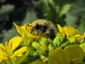 Hairy beetle (Epicometis-Tropinota hirta) on a oil seed rape inflorescence.