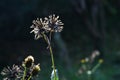 Hairy beggar-ticks (Bidens pilosa) flowers and seeds. Asteraceae annual plants.