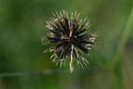 Hairy beggar-ticks (Bidens pilosa) flowers and seeds. Asteraceae annual plants.