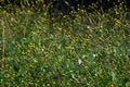 Hairy beggar-ticks (Bidens pilosa) flowers and seeds. Asteraceae annual plants.