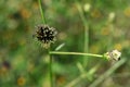 Hairy beggar-ticks (Bidens pilosa) flowers and seeds. Asteraceae annual plants.