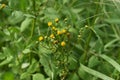 Hairy beggar ticks flowers