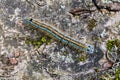 Hairy blue caterpillar of malacosoma neustria crawls along a gray stone Royalty Free Stock Photo