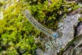 Hairy blue caterpillar of malacosoma neustria crawls along a gray stone Royalty Free Stock Photo