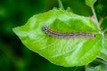 Hairy blue caterpillar of malacosoma neustria sits on an apple tree sheet Royalty Free Stock Photo