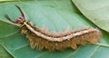 Brown Caterpillar