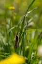 Hairy brown caterpillar climbing on tall grass in a meadow in Israel. Royalty Free Stock Photo