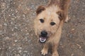 A hairy brown dog is looking up at the camera