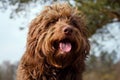 Hairy brown dog portrait, smaller mix breed.