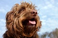 Hairy brown dog portrait, smaller mix breed.